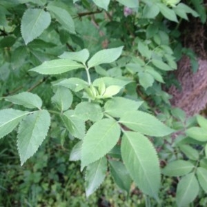 Photographie n°2210826 du taxon Sambucus nigra L. [1753]