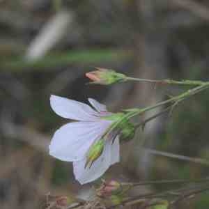 Photographie n°2210829 du taxon Linum tenuifolium L. [1753]