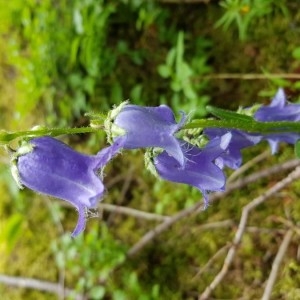 Photographie n°2210841 du taxon Campanula barbata L. [1759]