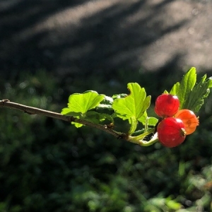 Photographie n°2210900 du taxon Ribes alpinum L. [1753]