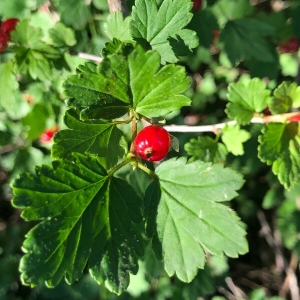 Photographie n°2210901 du taxon Ribes alpinum L. [1753]