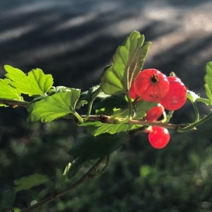 Photographie n°2210903 du taxon Ribes alpinum L. [1753]