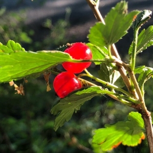 Photographie n°2210904 du taxon Ribes alpinum L. [1753]