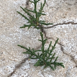 Photographie n°2210942 du taxon Salicornia europaea L. [1753]