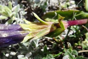 Alain Bigou, le 28 mai 2017 (Bugarach (Pic de Bugarach))