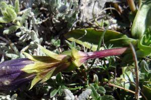 Alain Bigou, le 28 mai 2017 (Bugarach (Pic de Bugarach))