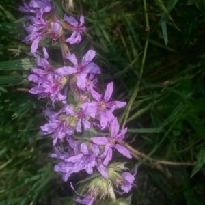 Photographie n°2210993 du taxon Lythrum salicaria L.