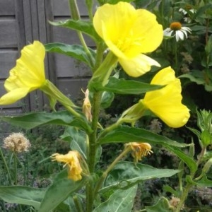 Photographie n°2211027 du taxon Oenothera biennis L. [1753]