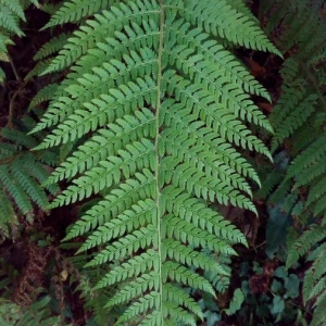 Photographie n°2211047 du taxon Polystichum setiferum (Forssk.) T.Moore ex Woyn. [1913]