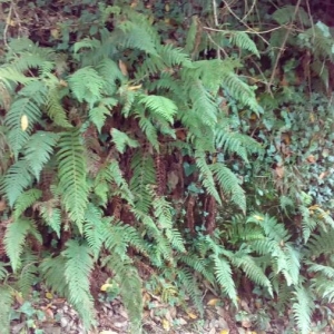 Photographie n°2211049 du taxon Polystichum setiferum (Forssk.) T.Moore ex Woyn. [1913]