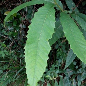 Photographie n°2211071 du taxon Castanea sativa Mill. [1768]