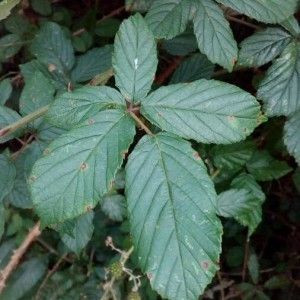 Photographie n°2211077 du taxon Rubus ulmifolius Schott [1818]