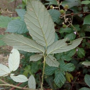 Photographie n°2211078 du taxon Rubus ulmifolius Schott [1818]