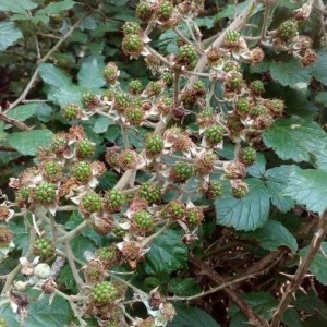 Photographie n°2211079 du taxon Rubus ulmifolius Schott [1818]