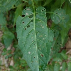 Photographie n°2211084 du taxon Solanum dulcamara L. [1753]