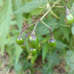 Photographie n°2211086 du taxon Solanum dulcamara L. [1753]