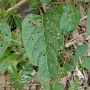 Photographie n°2211087 du taxon Solanum dulcamara L. [1753]