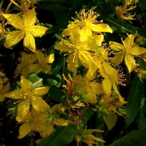 Photographie n°2211104 du taxon Hypericum perforatum L. [1753]