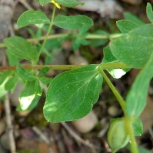 Photographie n°2211105 du taxon Hypericum perforatum L. [1753]