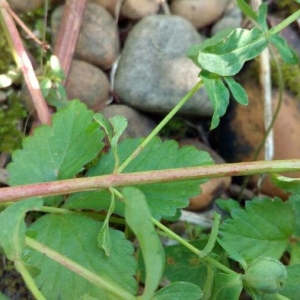 Photographie n°2211106 du taxon Hypericum perforatum L. [1753]