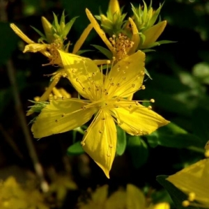 Photographie n°2211107 du taxon Hypericum perforatum L. [1753]