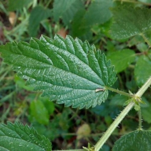 Photographie n°2211116 du taxon Urtica dioica L. [1753]