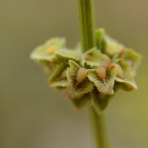 Photographie n°2211122 du taxon Rumex cristatus DC. [1813]