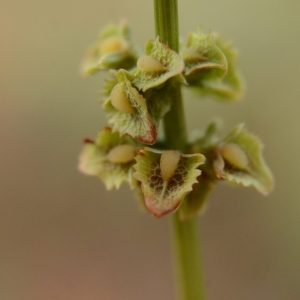 Photographie n°2211123 du taxon Rumex cristatus DC. [1813]