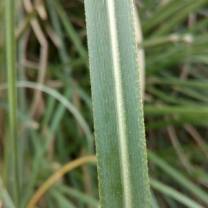 Photographie n°2211126 du taxon Cortaderia selloana (Schult. & Schult.f.) Asch. & Graebn. [1900]