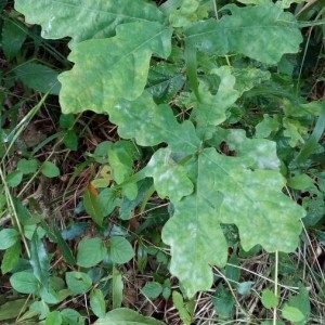 Photographie n°2211131 du taxon Quercus robur L. [1753]