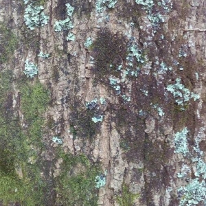 Photographie n°2211133 du taxon Quercus robur L. [1753]
