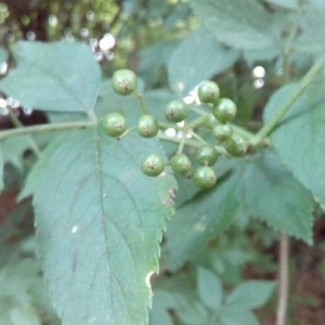 Photographie n°2211139 du taxon Sambucus nigra L. [1753]