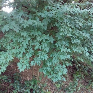 Photographie n°2211141 du taxon Sambucus nigra L. [1753]