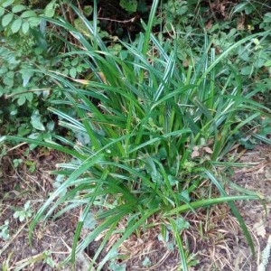 Photographie n°2211143 du taxon Carex pendula Huds. [1762]