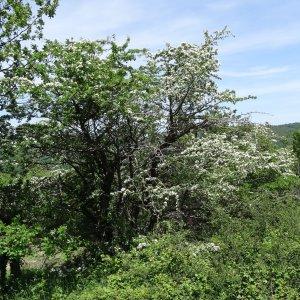 Photographie n°2211153 du taxon Crataegus monogyna var. monogyna 