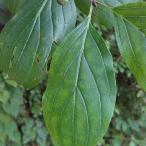 Photographie n°2211155 du taxon Cornus sanguinea L. [1753]