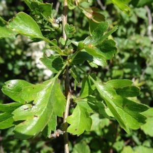 Photographie n°2211159 du taxon Crataegus monogyna var. monogyna 