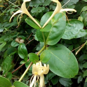 Photographie n°2211164 du taxon Lonicera japonica Thunb. [1784]