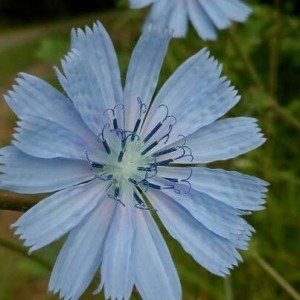 Photographie n°2211170 du taxon Cichorium intybus L. [1753]