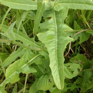 Photographie n°2211171 du taxon Cichorium intybus L. [1753]