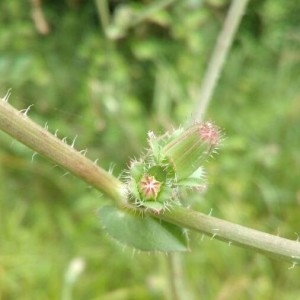 Photographie n°2211173 du taxon Cichorium intybus L. [1753]