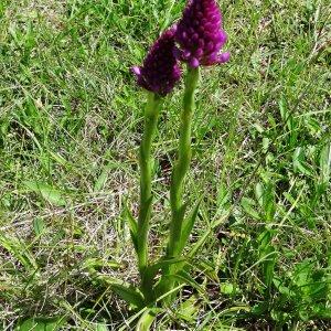 Photographie n°2211218 du taxon Anacamptis pyramidalis (L.) Rich. [1817]