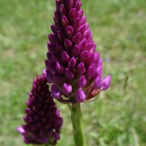 Photographie n°2211219 du taxon Anacamptis pyramidalis (L.) Rich. [1817]