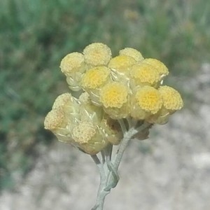 Photographie n°2211238 du taxon Helichrysum stoechas (L.) Moench [1794]