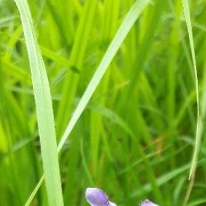 Photographie n°2211286 du taxon Prunella vulgaris L. [1753]