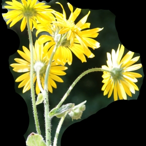 Photographie n°2211299 du taxon Doronicum austriacum Jacq. [1774]