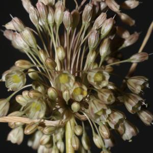 Photographie n°2211300 du taxon Allium longispathum D.Delaroche [1811]