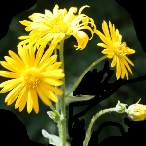 Photographie n°2211306 du taxon Doronicum austriacum Jacq. [1774]