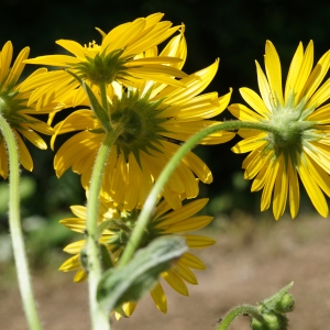 Photographie n°2211308 du taxon Doronicum austriacum Jacq. [1774]