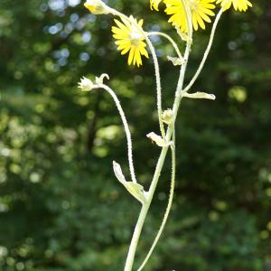 Photographie n°2211309 du taxon Doronicum austriacum Jacq. [1774]